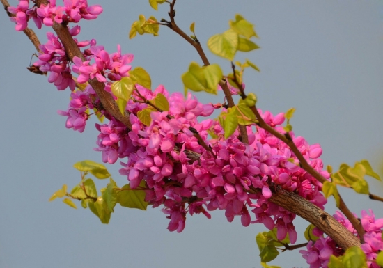 美丽的紫荆花图片 紫荆图片附介绍:相册的图片免费下载