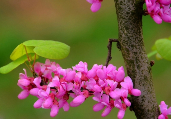 迷人的紫荆花图片 紫荆图片附介绍:相册的图片免费下载