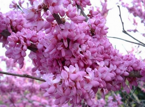 如何栽种好紫荆