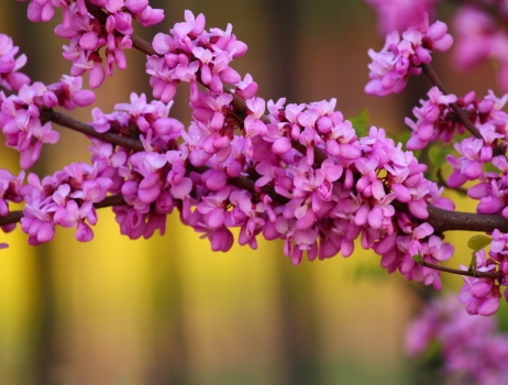 紫荆花的花语：亲情,和睦,家业兴旺