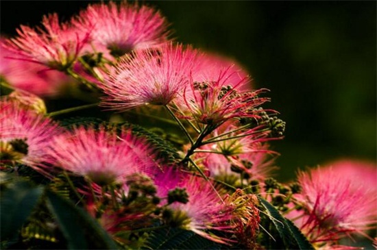 合欢花的唯美句子，宛如粉红色毛绒绒的刷子