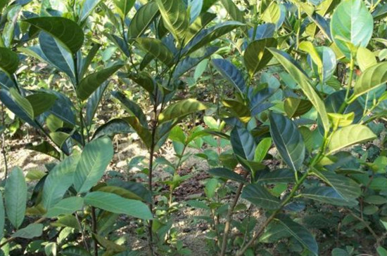 菠萝蜜如何剪枝才高产