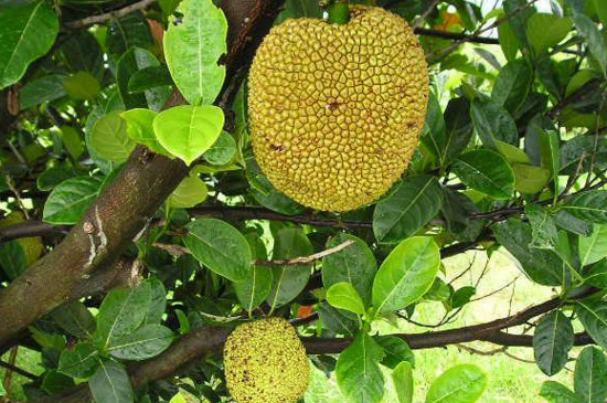 菠萝蜜如何剪枝才高产