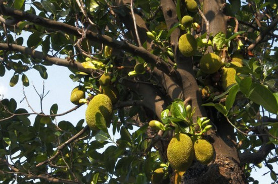 菠萝蜜如何剪枝才高产