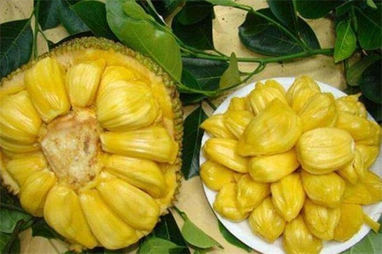 菠萝蜜一次可以吃几颗，一次食用3～5颗为宜