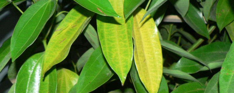 平安树的叶子下垂还发干是如何回事