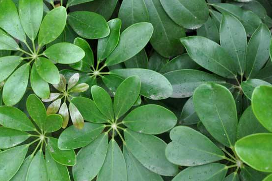 平安树的叶子下垂还发干是如何回事