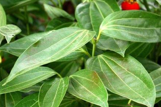 平安树的叶子下垂还发干是如何回事