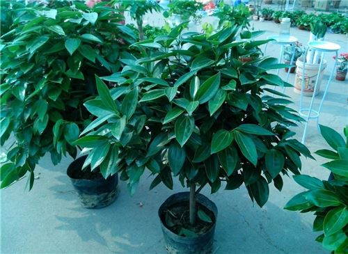 平安树的养殖办法和留意事项