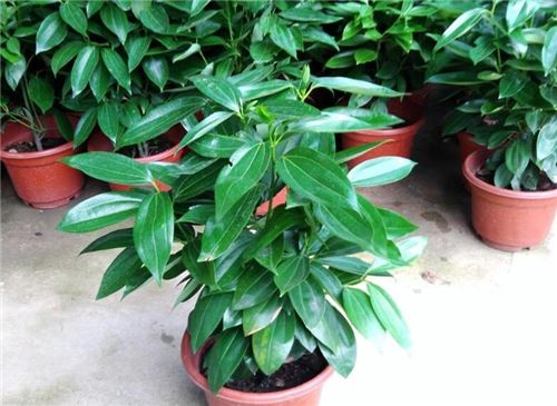 平安树的养殖办法和留意事项