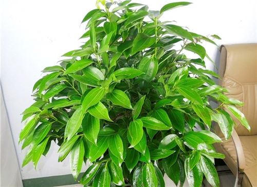 平安树的养殖办法和留意事项