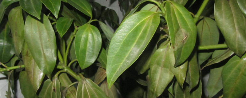 平安树干叶是如何回事