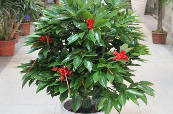 平安树干叶是如何回事