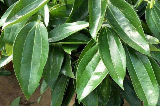 平安树干叶是如何回事