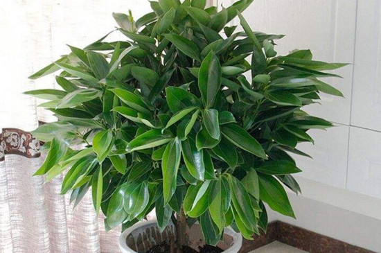 平安树干叶是如何回事