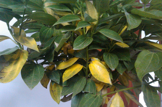 平安树叶子发黄掉落是如何回事