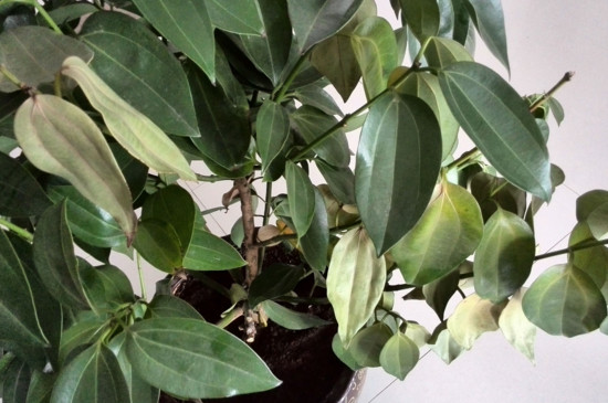 平安树叶子发黄掉落是如何回事