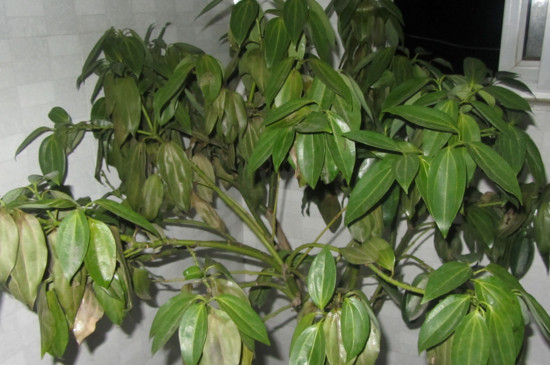 平安树叶子发黄掉落是如何回事