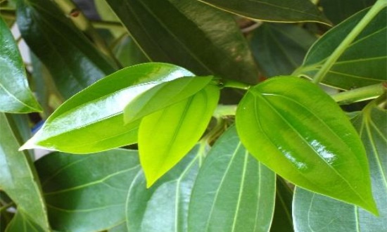 平安树秋季如何养，通风养护巧施肥