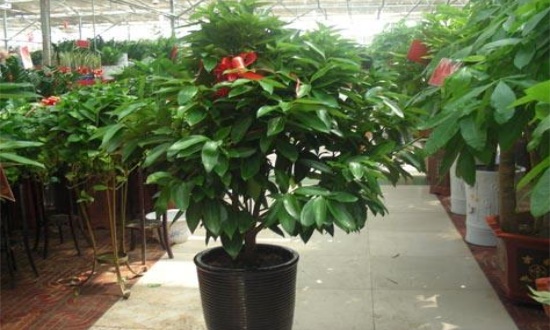 平安树秋季如何养，通风养护巧施肥