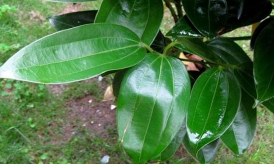 平安树秋季如何养，通风养护巧施肥