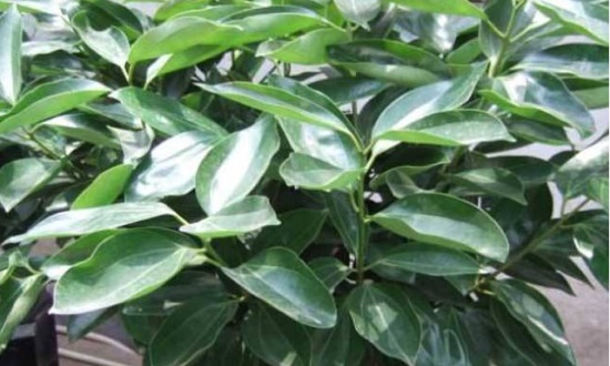 平安树秋季如何养，通风养护巧施肥