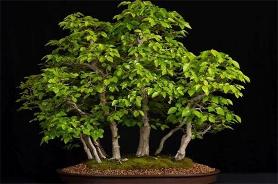 菩提树是什么树，多数为桑科类的常绿树种