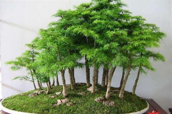 菩提树是什么树，多数为桑科类的常绿树种