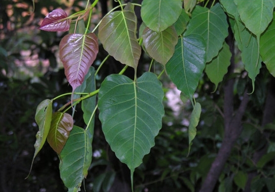 菩提树图片附介绍：相册的图片免费下载