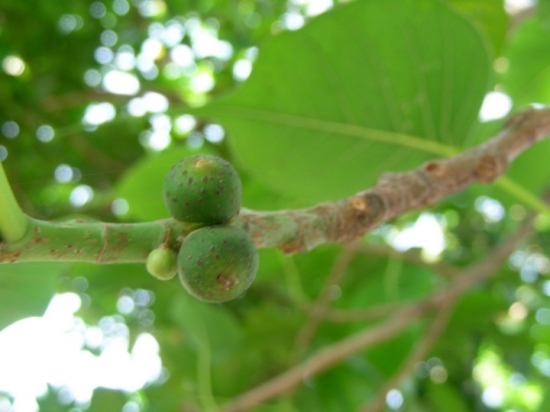 菩提树图片附介绍：相册的图片免费下载
