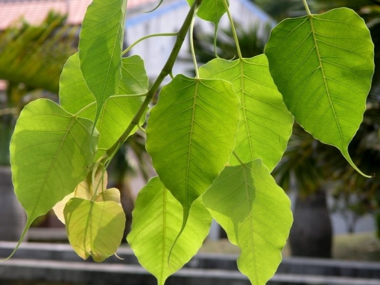 菩提树图片附介绍：相册的图片免费下载