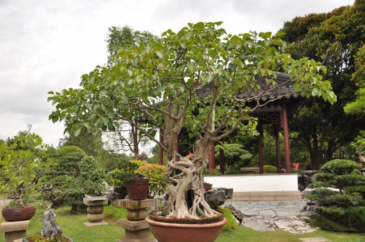 菩提树的养殖办法：两年需换盆一次