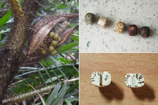 菩提树种子：三十多个种类附图