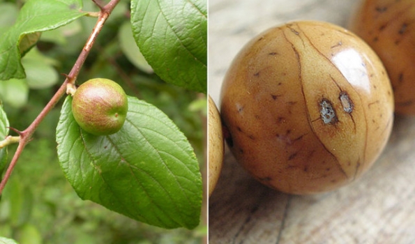 菩提树种子：三十多个种类附图