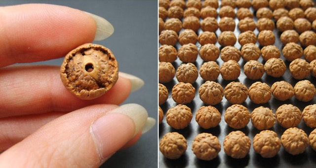 菩提树种子：三十多个种类附图