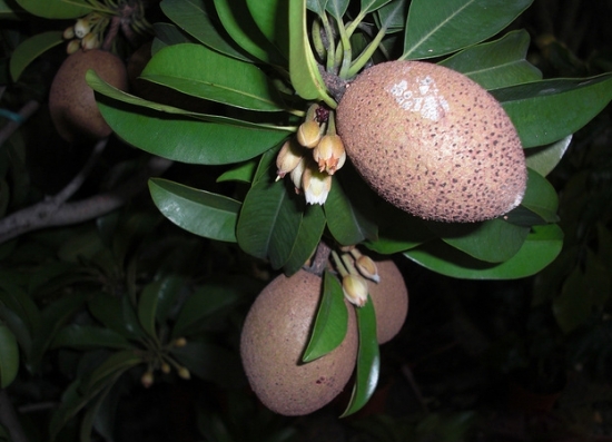 人心果图片附介绍：相册的图片免费下载