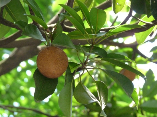 人心果图片附介绍：相册的图片免费下载