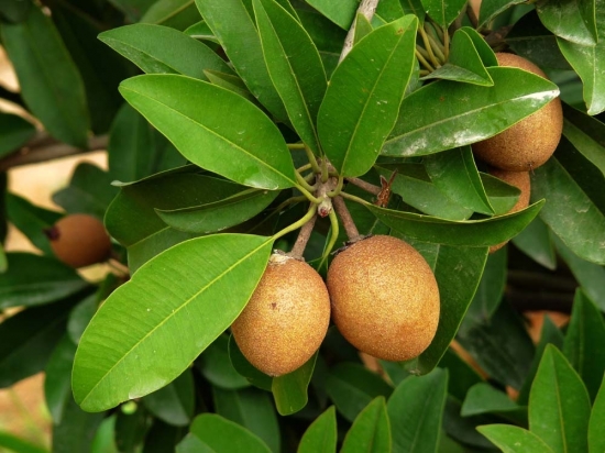 人心果图片附介绍：相册的图片免费下载