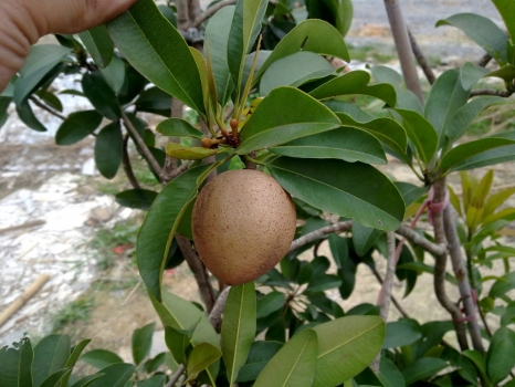 人心果种植：11~31℃可正常开花结果