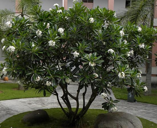 鸡蛋花盆栽如何养，手把手教你养殖鸡蛋花盆栽