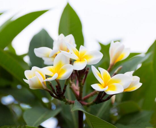 鸡蛋花盆栽如何养，手把手教你养殖鸡蛋花盆栽