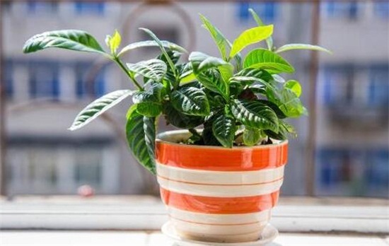 鸡蛋花盆栽如何养，手把手教你养殖鸡蛋花盆栽