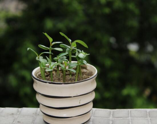 鸡蛋花盆栽如何养，手把手教你养殖鸡蛋花盆栽