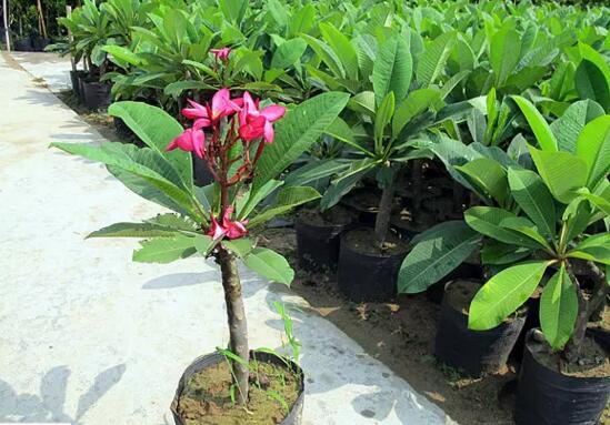 鸡蛋花盆栽如何养，手把手教你养殖鸡蛋花盆栽