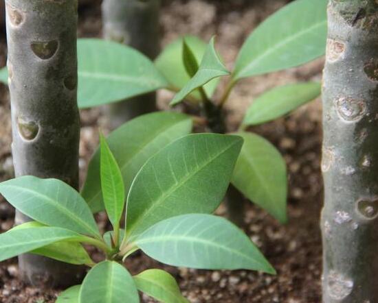 鸡蛋花盆栽如何养，手把手教你养殖鸡蛋花盆栽