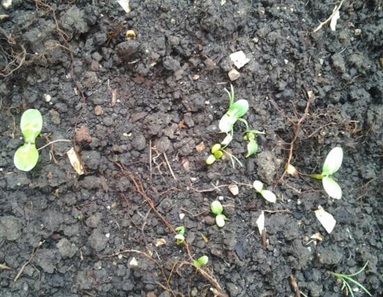 鸡蛋花盆栽如何养，手把手教你养殖鸡蛋花盆栽