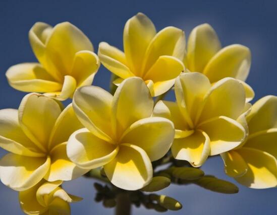 鸡蛋花盆栽如何养，手把手教你养殖鸡蛋花盆栽