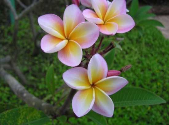 鸡蛋花图片附介绍：相册的图片免费下载