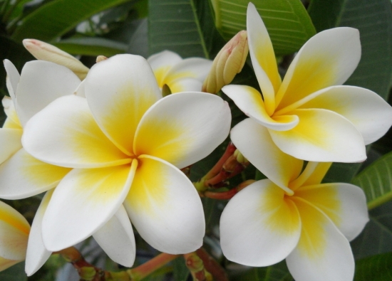 鸡蛋花图片附介绍：相册的图片免费下载