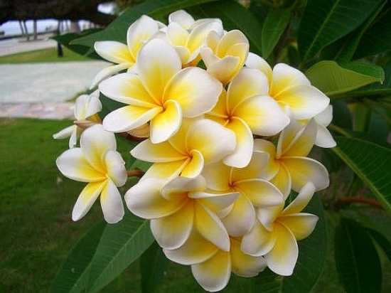 鸡蛋花图片附介绍：相册的图片免费下载